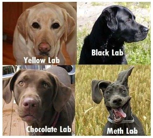 Common Labs breeds in the canine family???